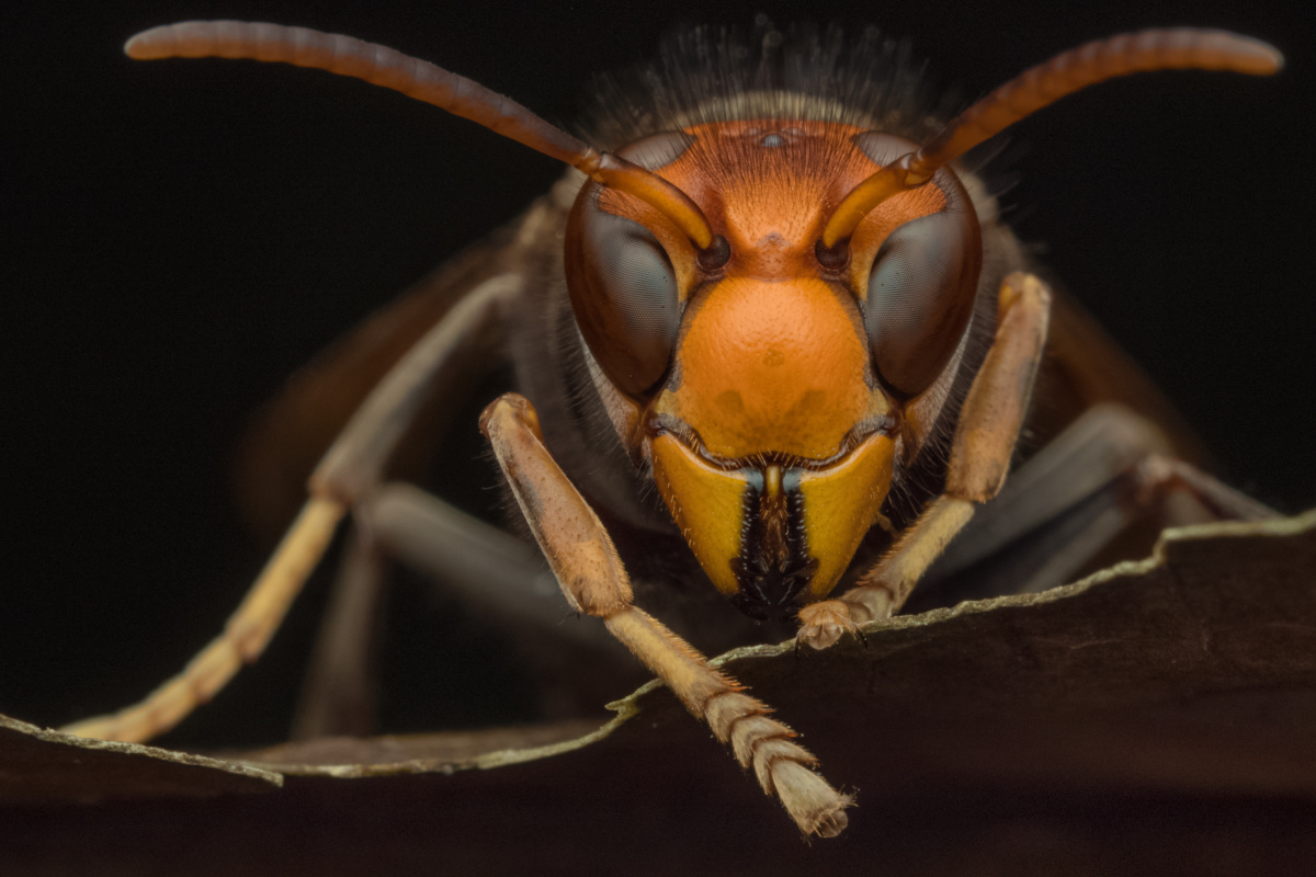 Invasioni biologiche: un rischio per la sicurezza alimentare e la salute dell'uomo