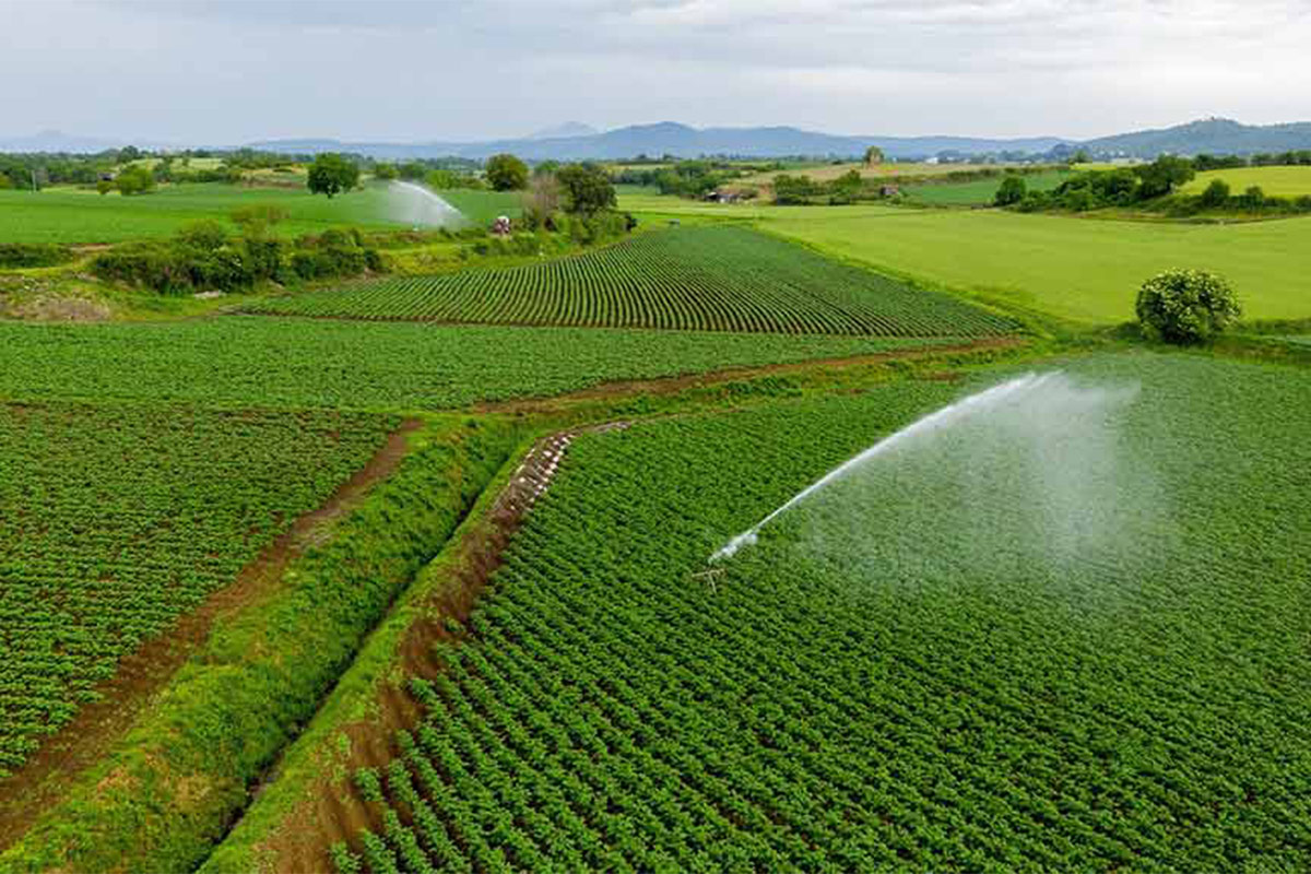 Il territorio produttivo abbraccia una decina di Comuni&nbsp;&nbsp; Patata dell'Alto Viterbese Igp Saporito interprete del territorio