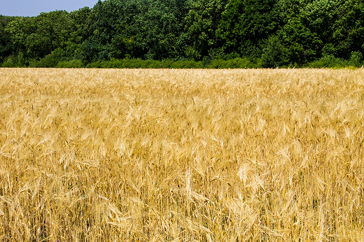 Guerra in Ucraina, grano a prezzi record: a rischio le scorte in Italia