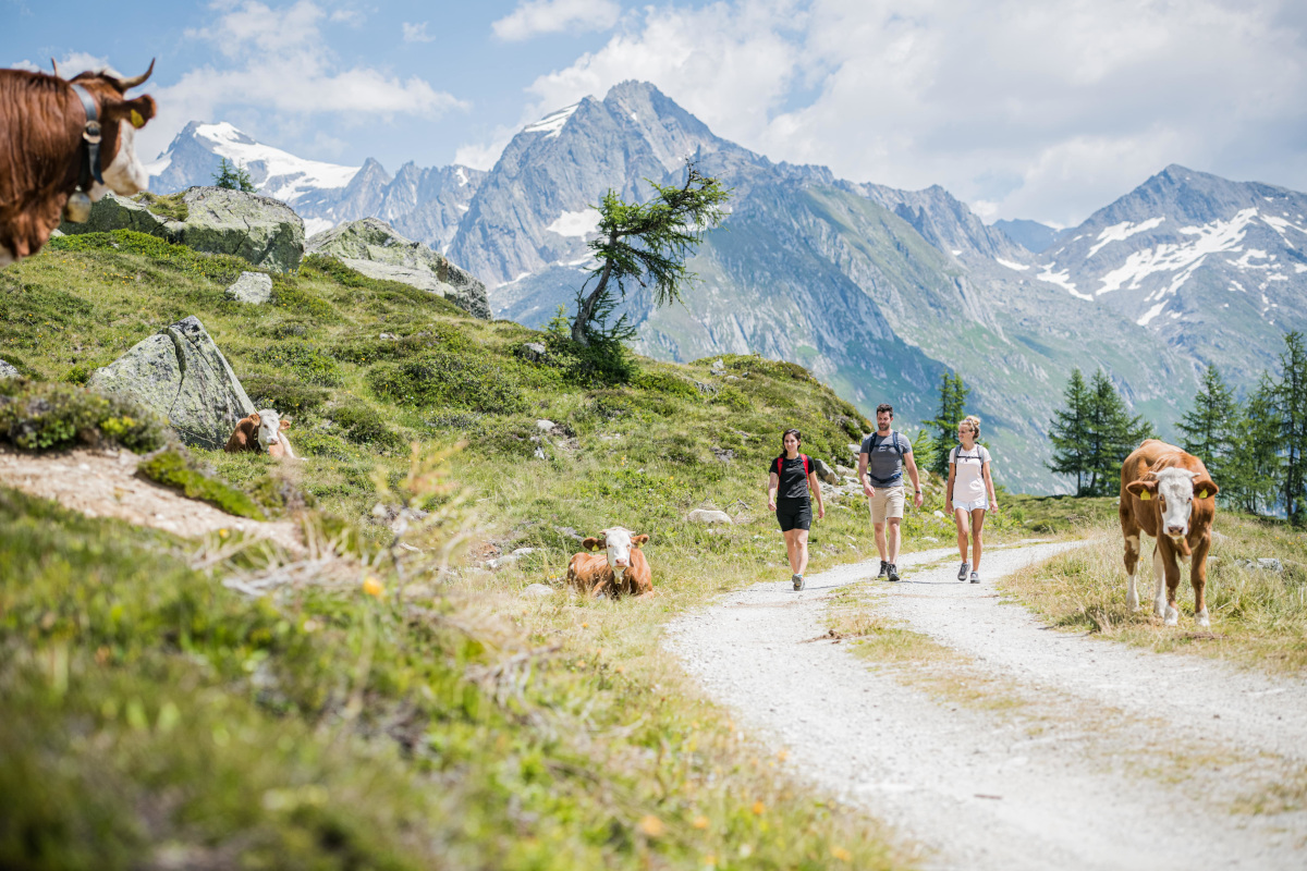 Valle Aurina: un'esplosione di sapori tra formaggi, sentieri e panorami