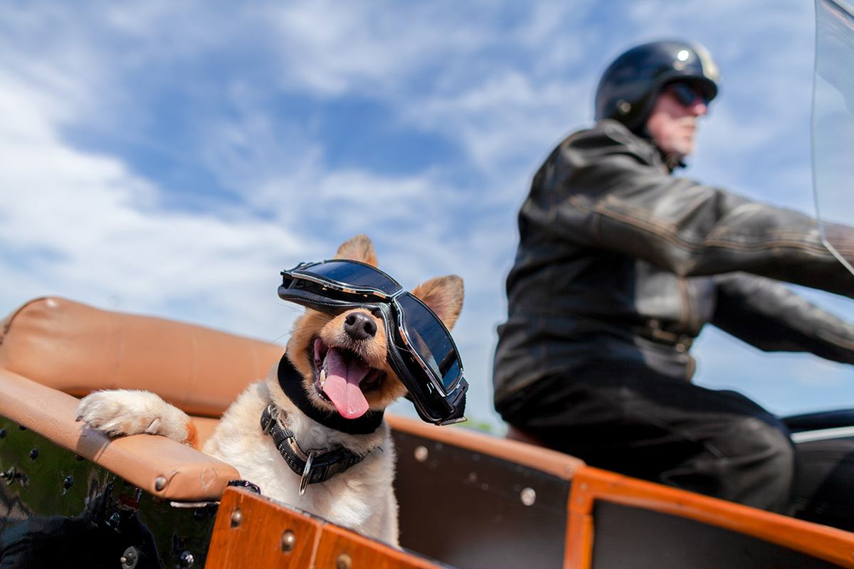 Cinque incredibili esperienze da fare con il cane almeno una volta nella vita Dove porto il cane in vacanza? 5 esperienze da provare