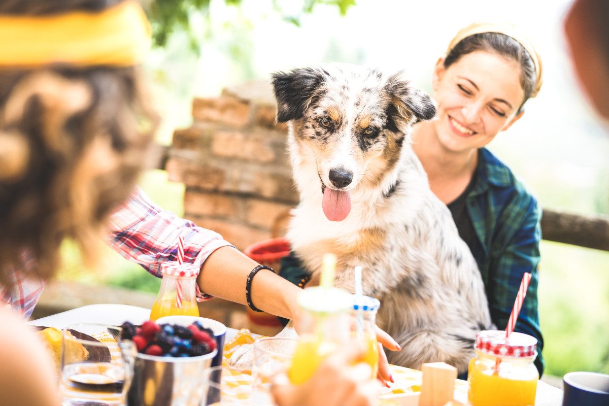 In vacanza con il cane in natura? In Lombardia la prima rete di agriturismi dog friendly