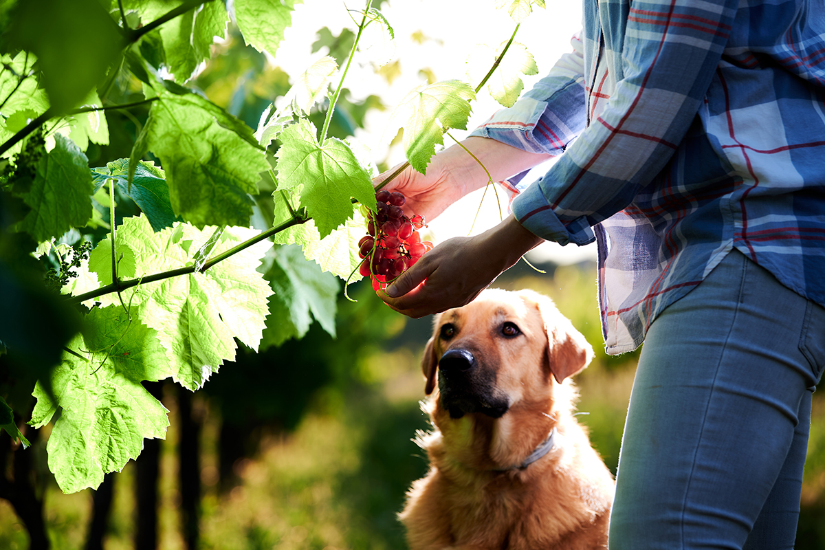 Passeggiata in vigna con il cane Dove porto il cane in vacanza? 5 esperienze da provare