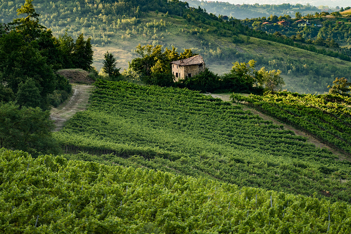 Ricco` della Volta Lambrusco, Chardonnay e Pinot nero: le bollicine di Cantina della Volta