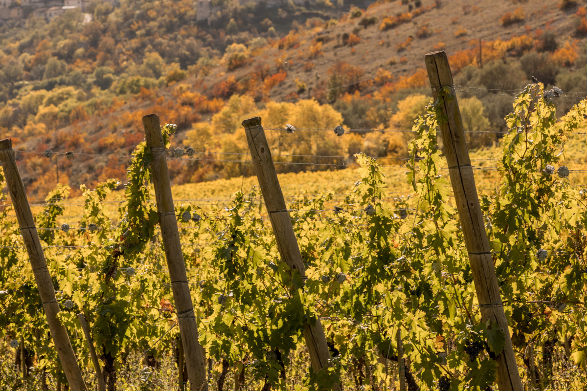 Valle Reale, una cantina tra i parchi d’Abruzzo