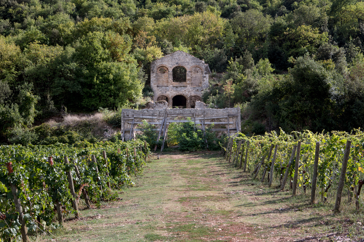 Un vigneto della Cantina Valle Reale in Abruzzo Valle Reale, una cantina tra i parchi d’Abruzzo