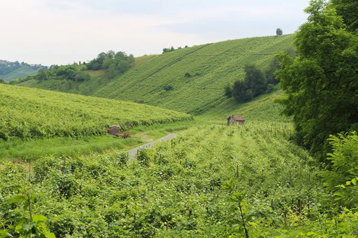 Cantina di Canneto ai siciliani di Ermes? Oltrepò in campo con 