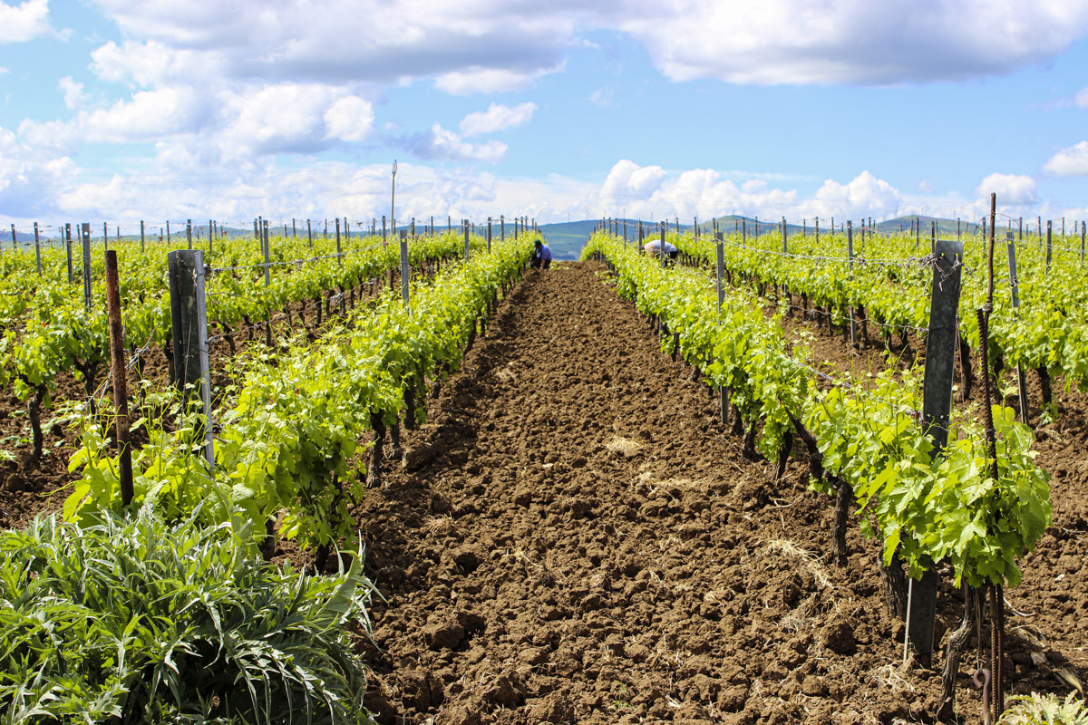Negli ultimi anni Cantina di Venosa si &egrave; orientata sempre di pi&ugrave; verso pratiche agricole e di produzione sostenibili CANTINA DI VENOSA - DA FINIRE