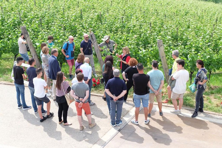 (Cantine aperte nel weekend In Trentino aderiscono in 17)