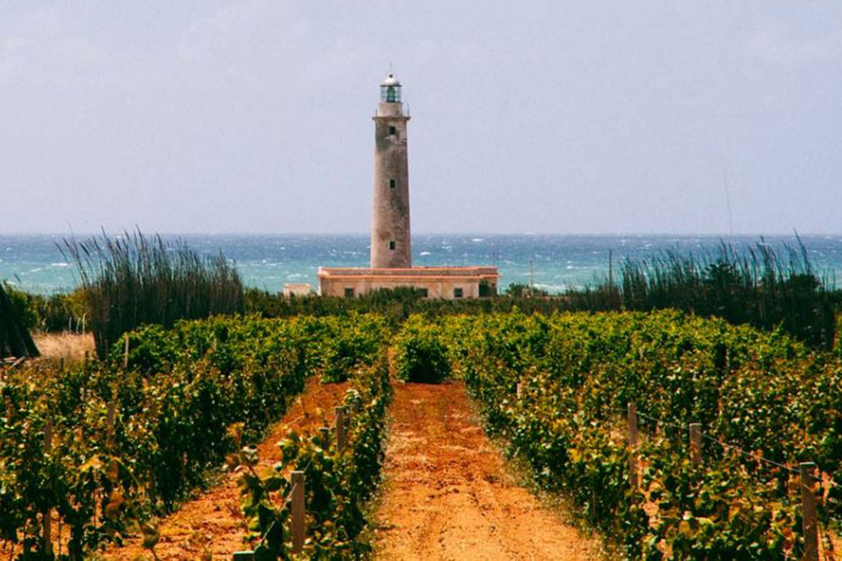 Vigneti Epicentro e Quattro Quarti di Cantine Ermes, espressioni di armonia e piacevolezza