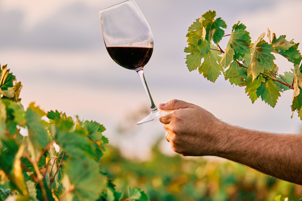 Cantine Aperte: un successo oltre il vino, con attività per tutti i gusti