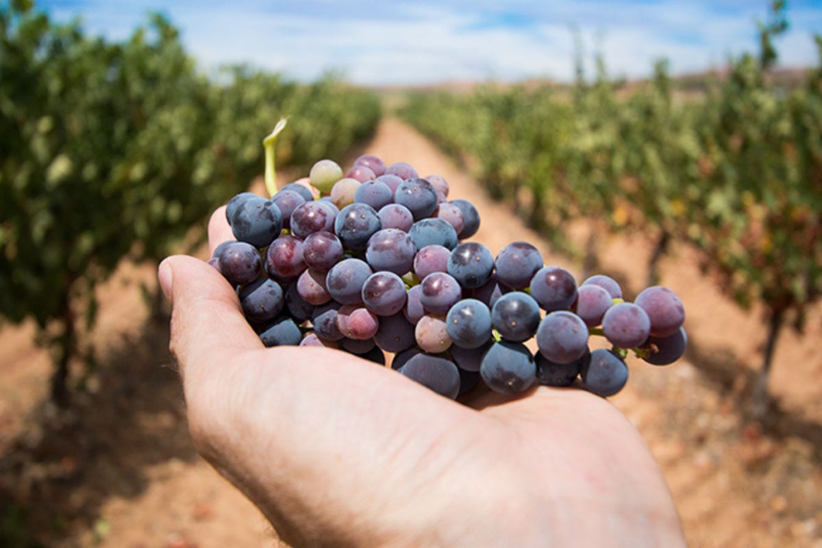 Torna Cantine Aperte in Vendemmia. Degustazioni, cene e incontri in tutta Italia