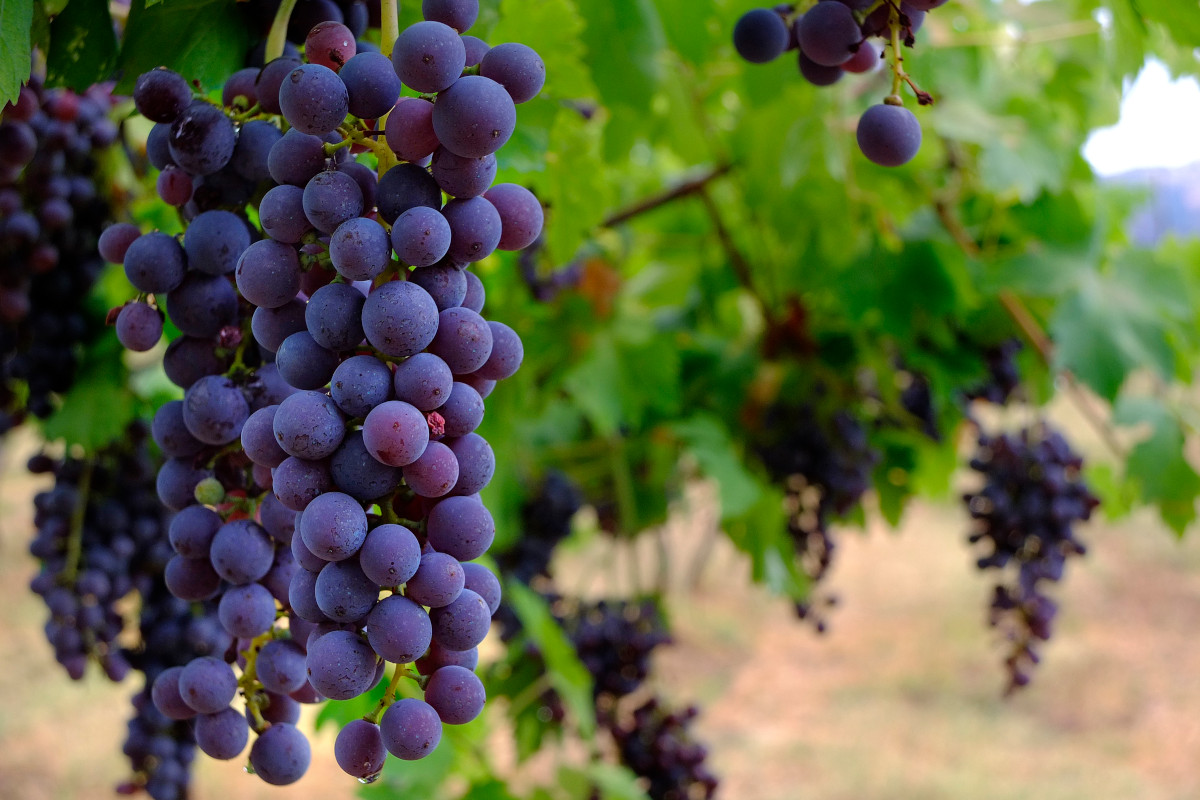Cantine di Verona: la cooperazione premia il fatturato cresce