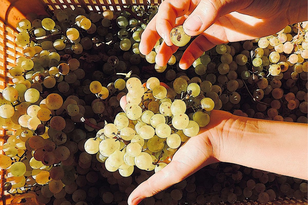 In vigna per vivere il fascino della vendemmia in Toscana con Cantine Aperte