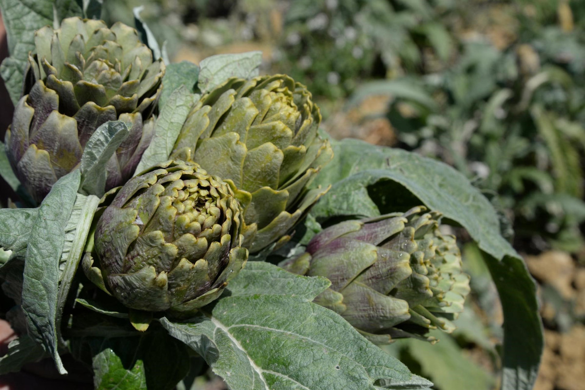 In Sicilia c'è un nuovo Presidio Slow Food: è il carciofo di Niscemi