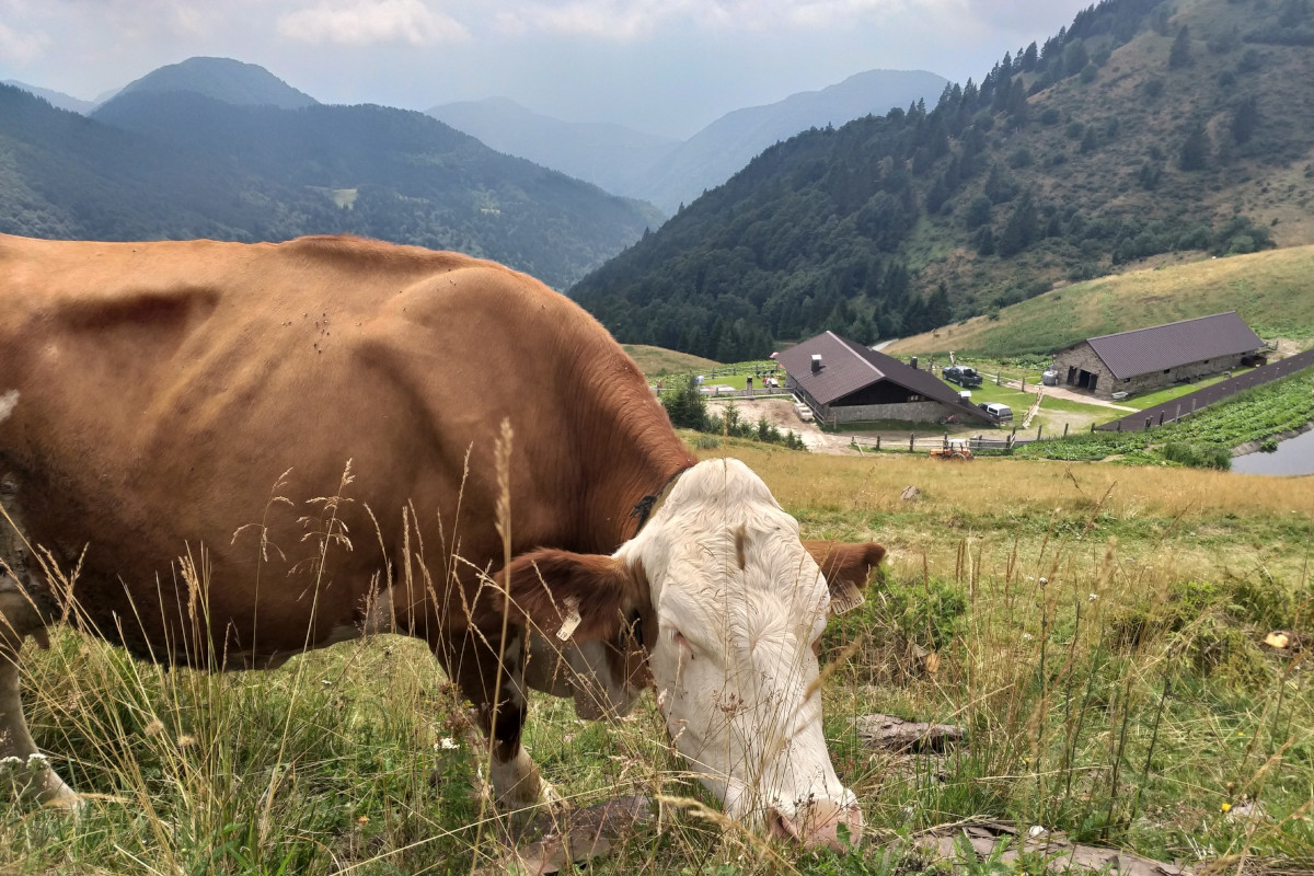 Estate in malga con Visit Zoncolan tra escursioni guidate e sapori antichi