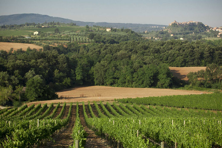 I vigneti di Carpineto - Carpineto, l'e-commerce non basta Servono più export e ristoranti