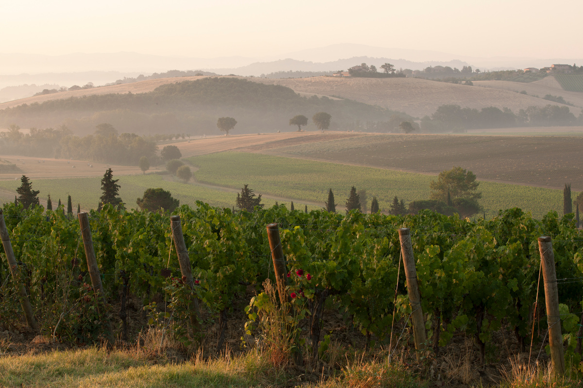 Carpineto: tradizione e innovazione si incontrano per creare vini unici