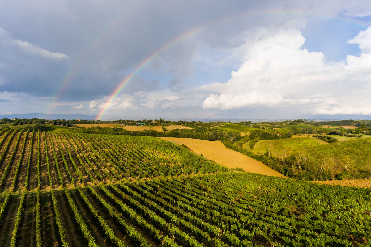 Carpineto: tradizione e innovazione si incontrano per creare vini unici