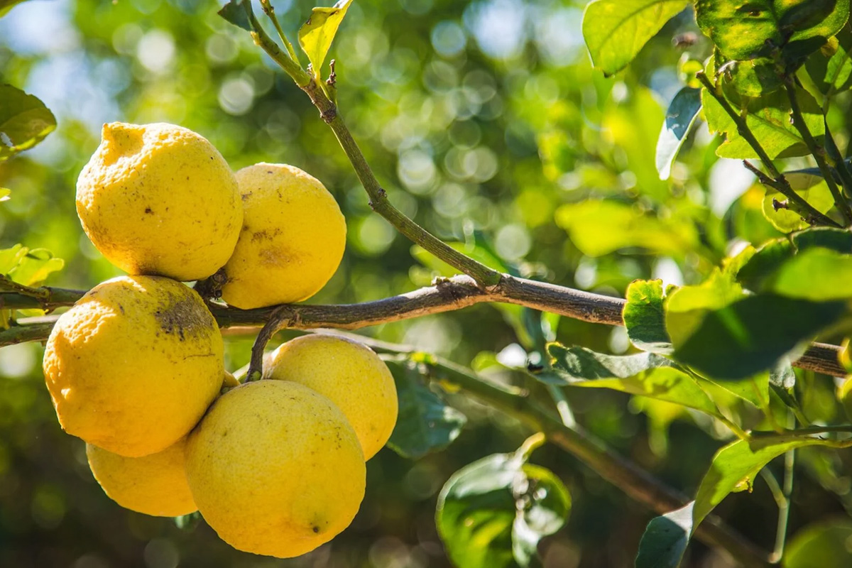 Casa Limonio: tradizione di famiglia nella produzione di liquori siciliani