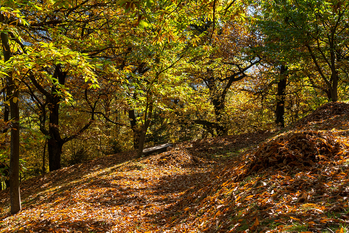 Bosco di catagne. Rene Gruber Castagne o pino mugo? I sentieri d’autunno a Chiusa