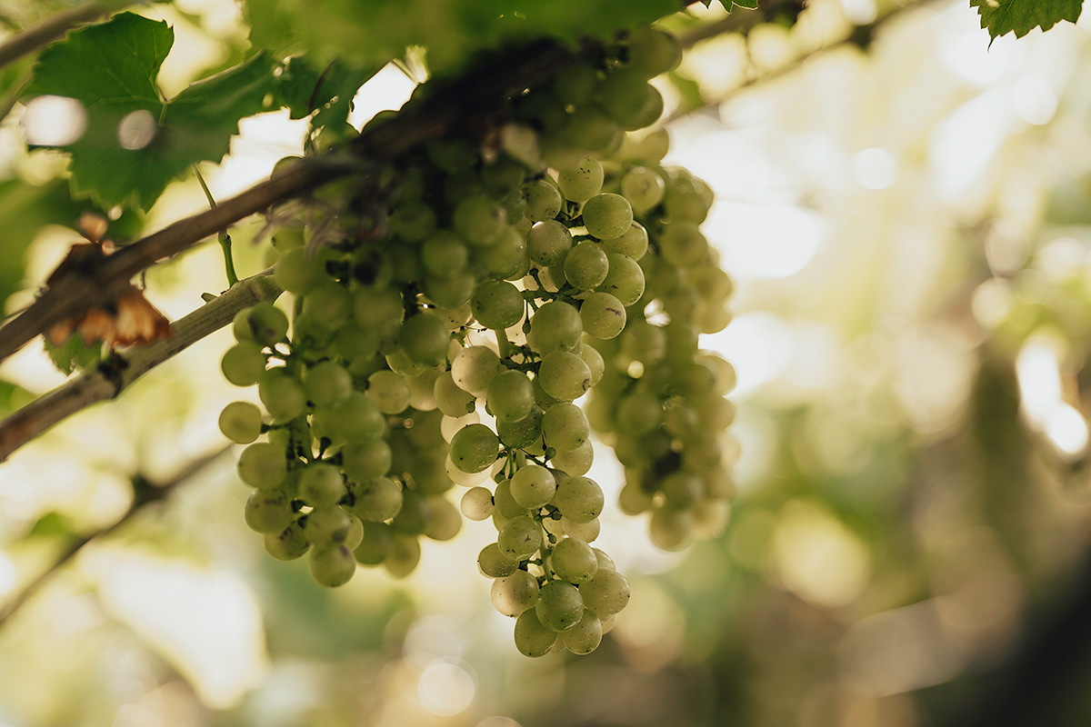 Müller Thurgau, emblema dell’agricoltura eroica in Trentino