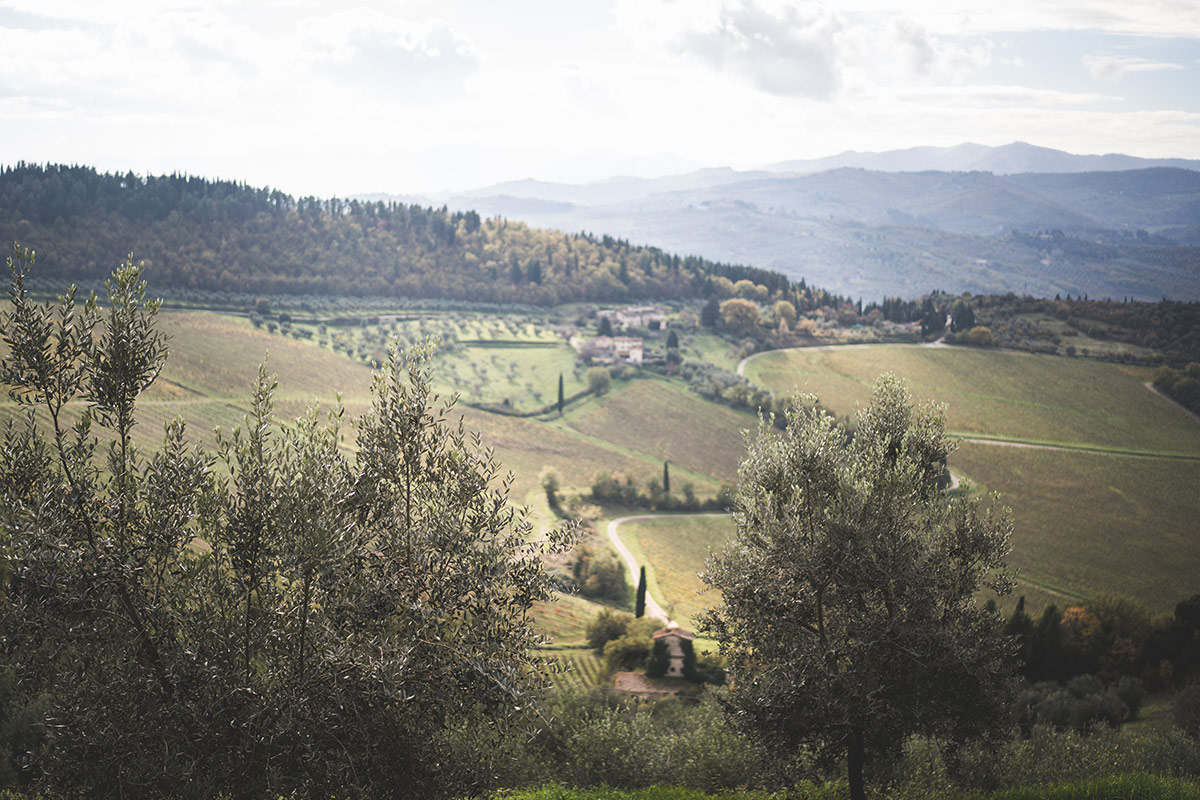Perché il Laudemio è tra gli extravergini più ricercati del mondo