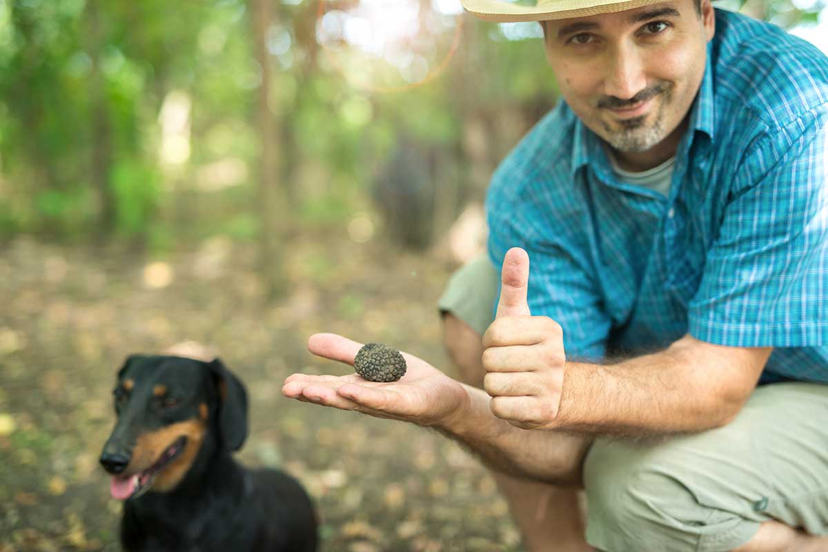 Cerca e cavatura del tartufo sono ufficialmente entrate nella lista dei patrimoni culturali immateriali dell'Unesco La cerca e cavatura del tartufo riconosciuti patrimonio culturale Unesco