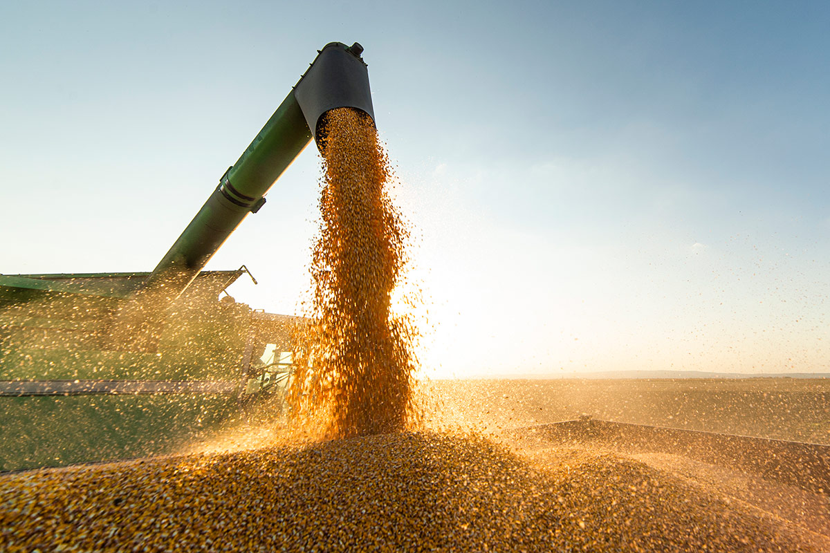 Russia e Ucraina, il guaio dei cereali Crisi alimentare (e non solo): raccogliamo ciò che seminiamo