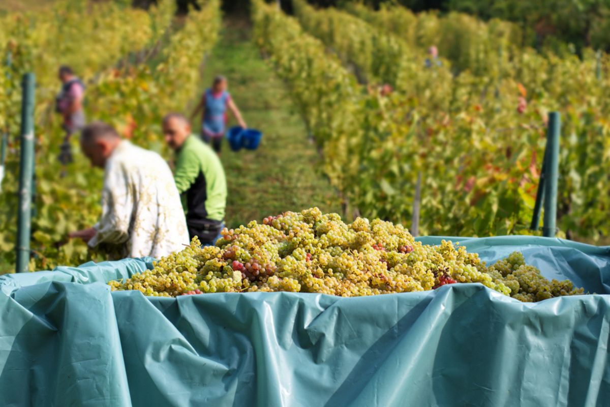 Inizia la vendemmia in Champagne. Previsto raccolto di grande qualità