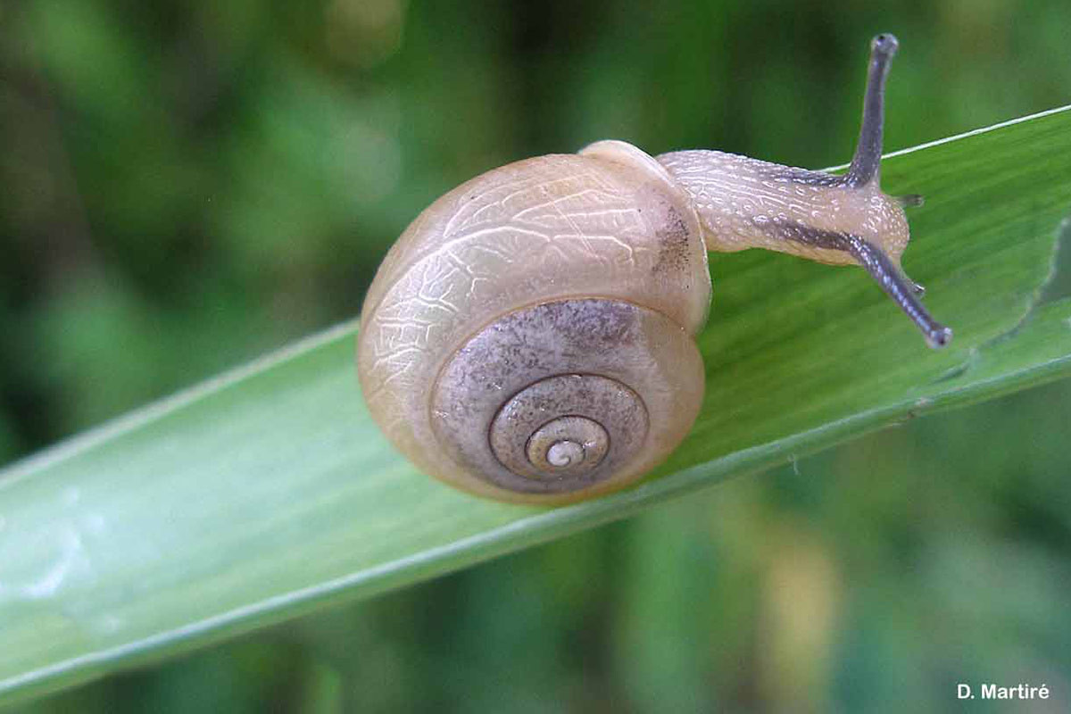 Non solo granchio blu: anche la chiocciola asiatica ora invade le nostre acque