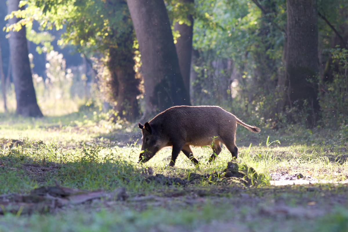 Abbattimento di cinghiali in città: la contrarietà degli animalisti  Gli animalisti lanciano la petizione contro l'abbattimento dei cinghiali in città