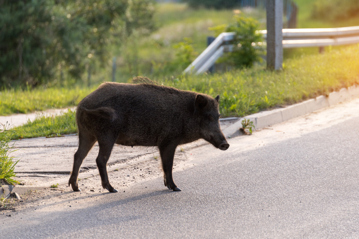 Manovra sì alla caccia ai cinghiali in città