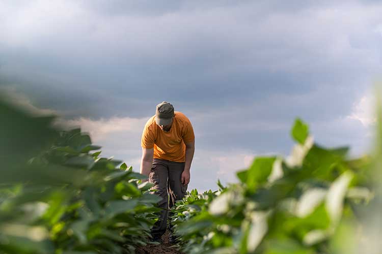 400mila i lavoratori dell'agricoltura coinvolti dall'obbligo di green pass Green pass e agricoltura, servono strumenti flessibili per non fermare la raccolta