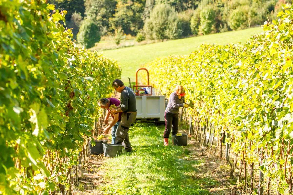 Caldo e maltempo: bisogna preservare la salute dei lavoratori agricoli