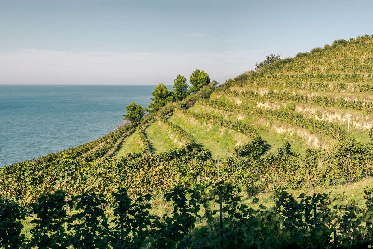 Pesaro: riscoperta di un territorio enologico tra boschi, colline e mare