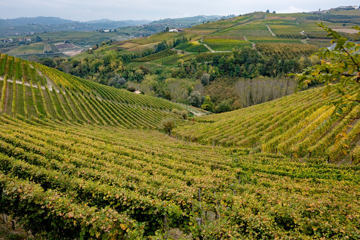 Le colline delle Langhe (foto Alessandro Sgarito) Alba, paesaggi incantevoli per un turismo slow e di qualità