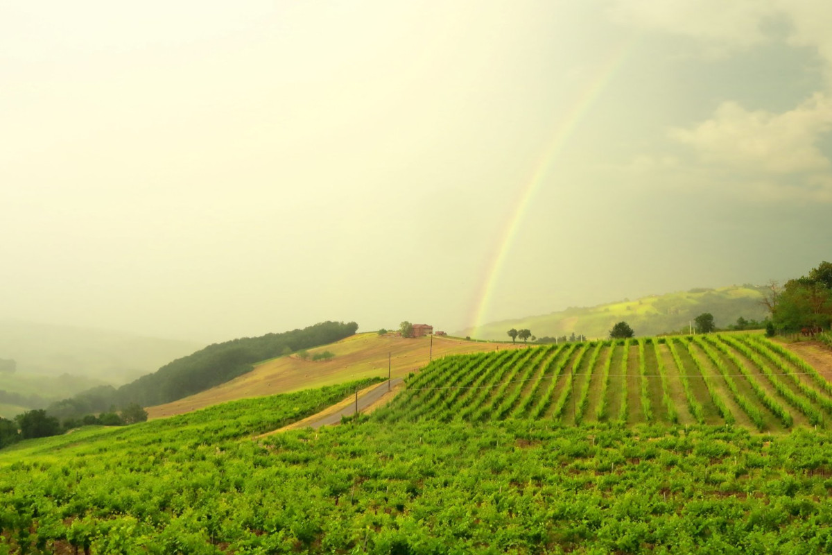 Le colline dell'Oltrepò Pavese L'Oltrepò Pavese guarda al futuro con positività: cresce la produzione