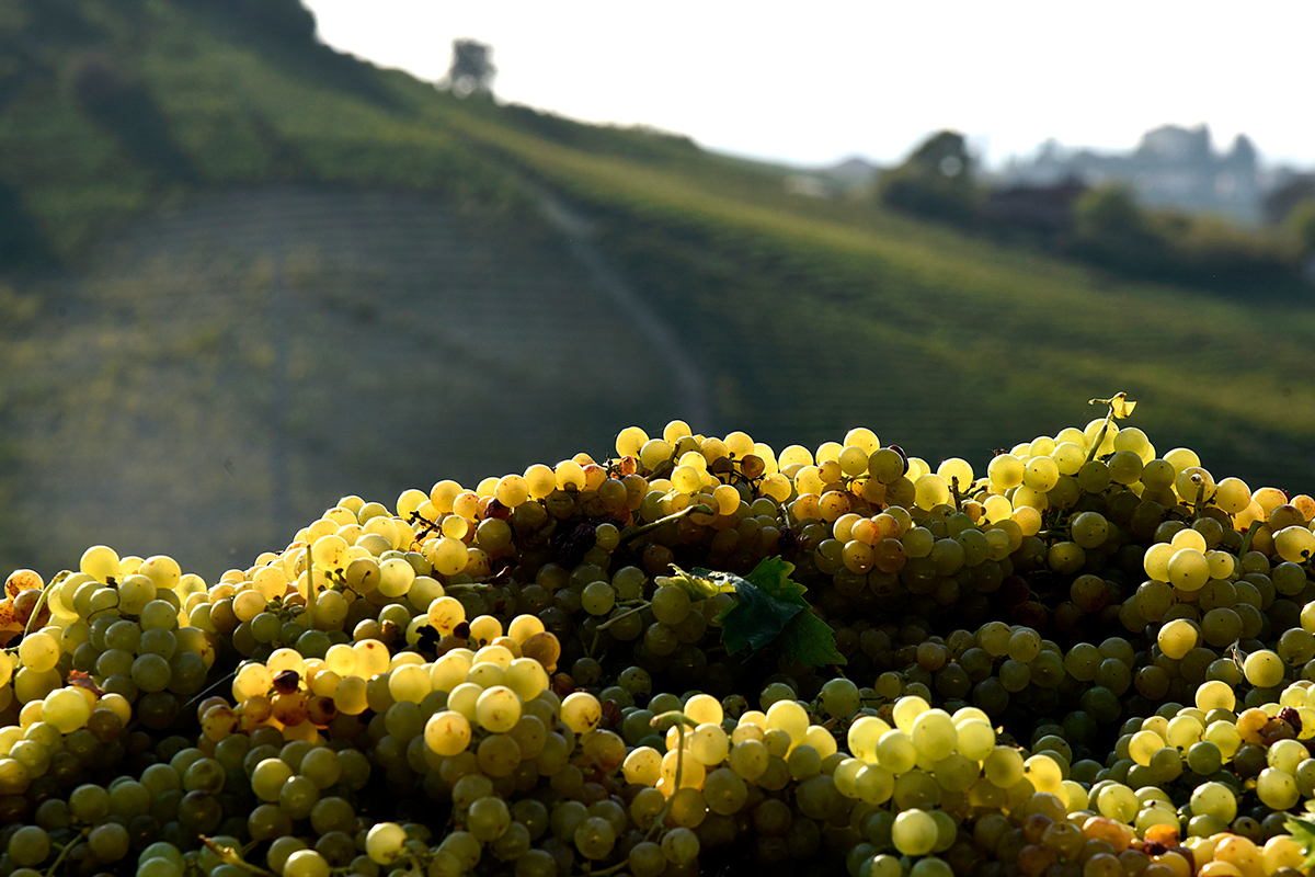 Uva Moscato Bianco Asti Spumante e Moscato d’Asti, 90 anni di bollicine