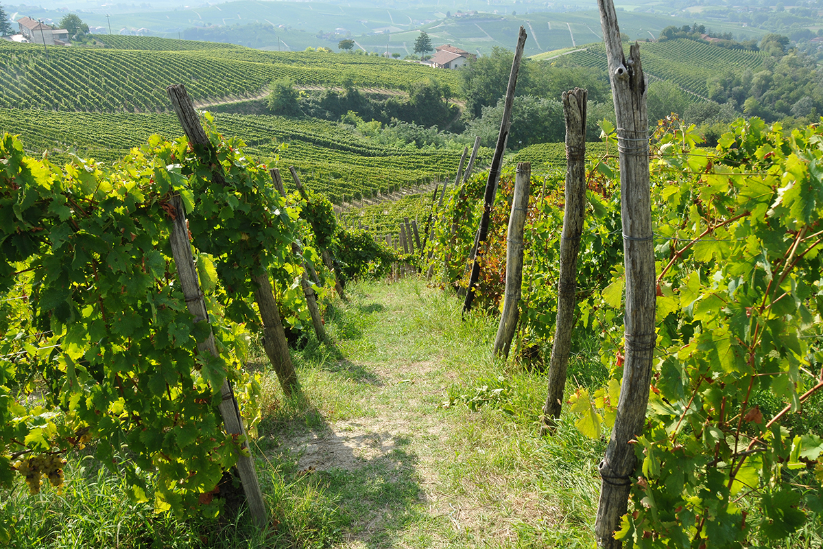 Vigneto di Moscato Asti Spumante e Moscato d’Asti, 90 anni di bollicine