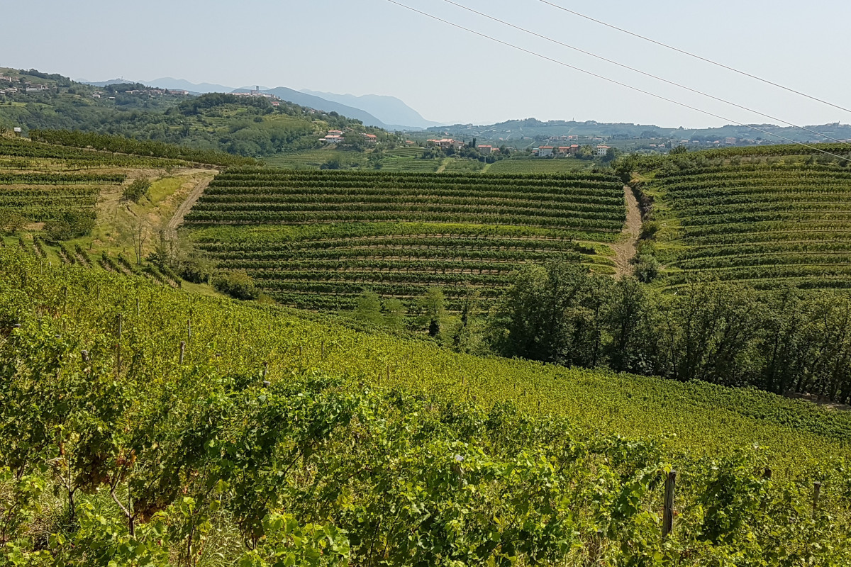 Lo storico Consorzio Collio ringiovanisce il Direttivo