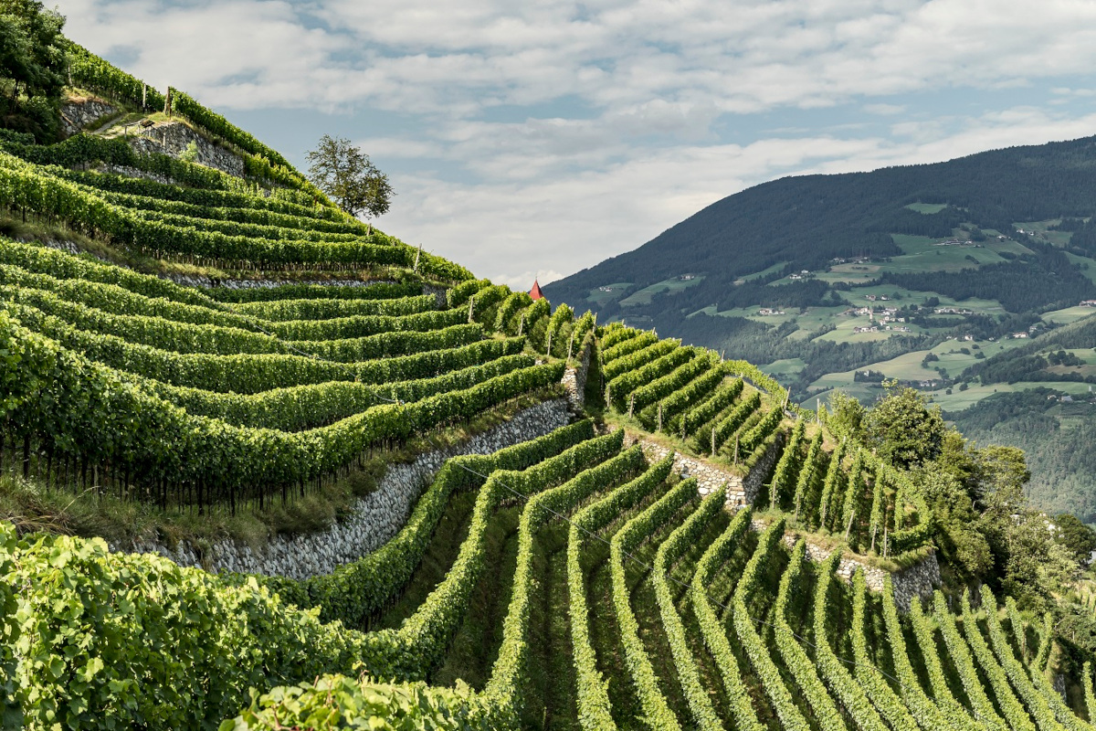 I vini dell'Alto Adige al top per 419 volte nelle guide enologiche