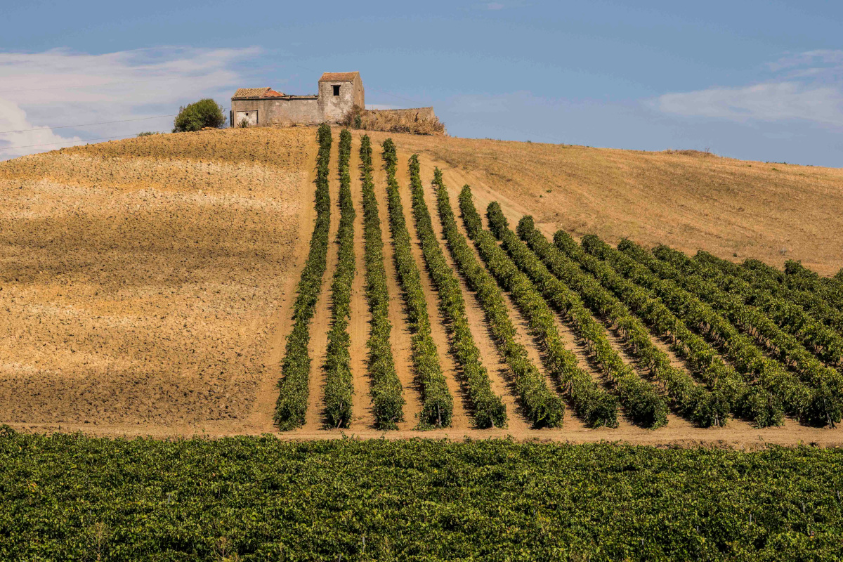 In Sicilia la vendemmia è iniziata in anticipo sicilia