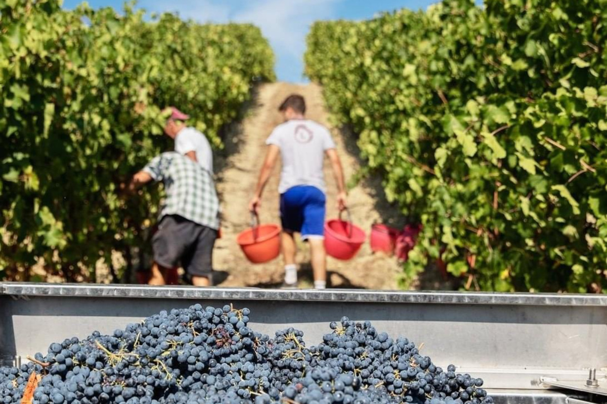 Consorzio del Lambrusco nel segno della continuità: Biondi resta presidente