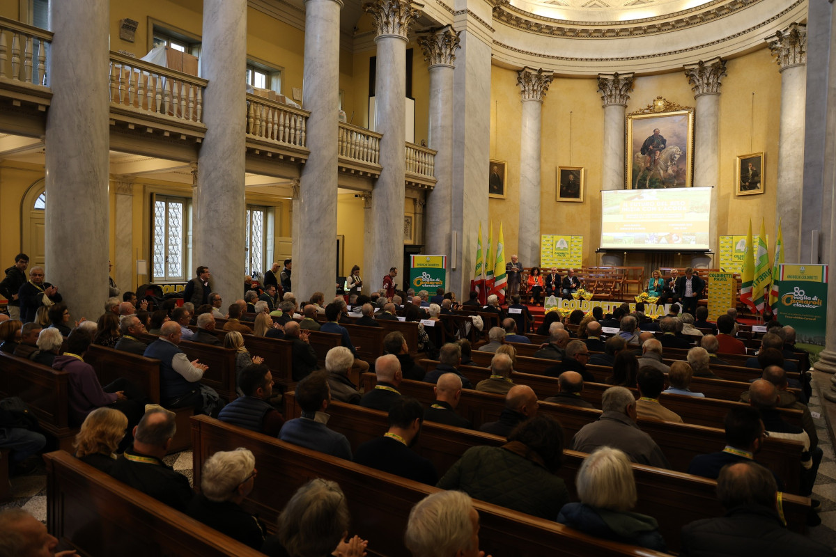 Riso pavese, la raccolta rischia di chiudersi con un calo del 10%