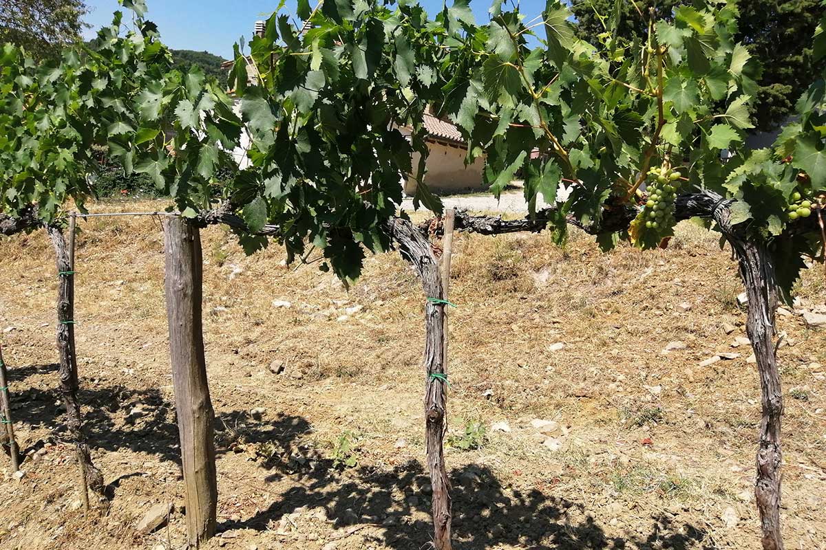 Le vigne a cordone libero Il Brunello di Montalcino della Fattoria dei Barbi, alle radici di un successo