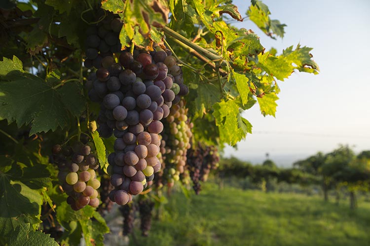 Valpolicella, +18% vendite 5 mesi Valpolicella, crescono le vendite boom per l’Amarone