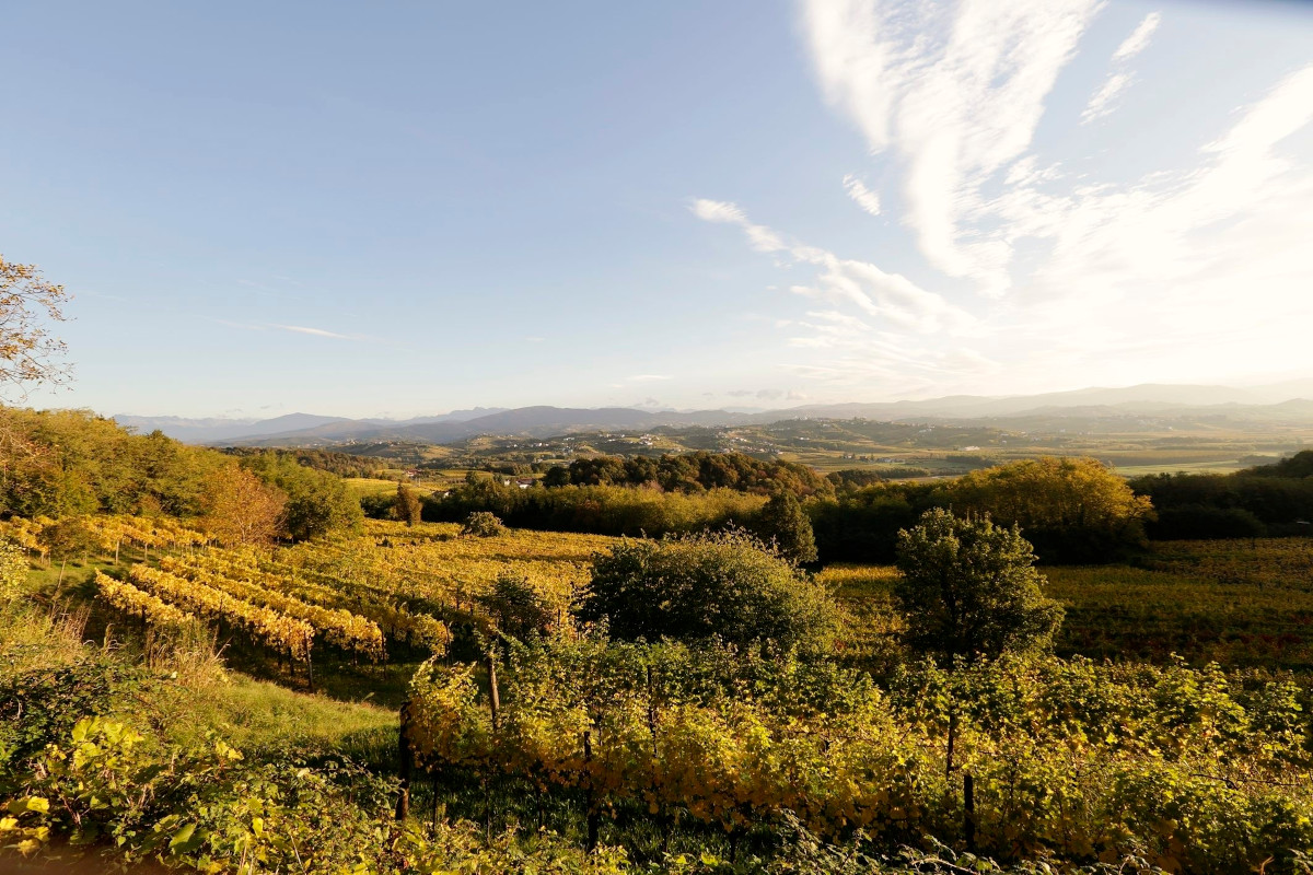Ronco dei Tassi, il Collio nel bicchiere: storia, premi e filosofia enologica