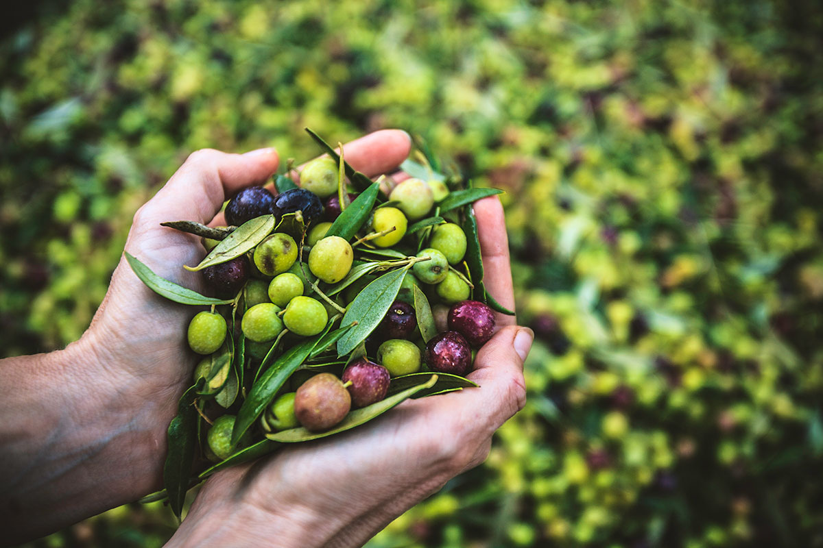 Più cultura e consapevolezza per valorizzare il vero olio di qualità