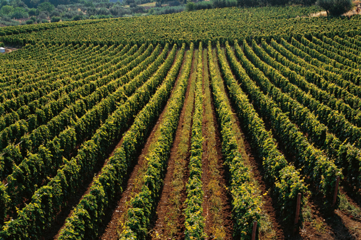 Il ritorno degli “Abruzzi” nel calice: il territorio raccontato attraverso i vini Masciarelli